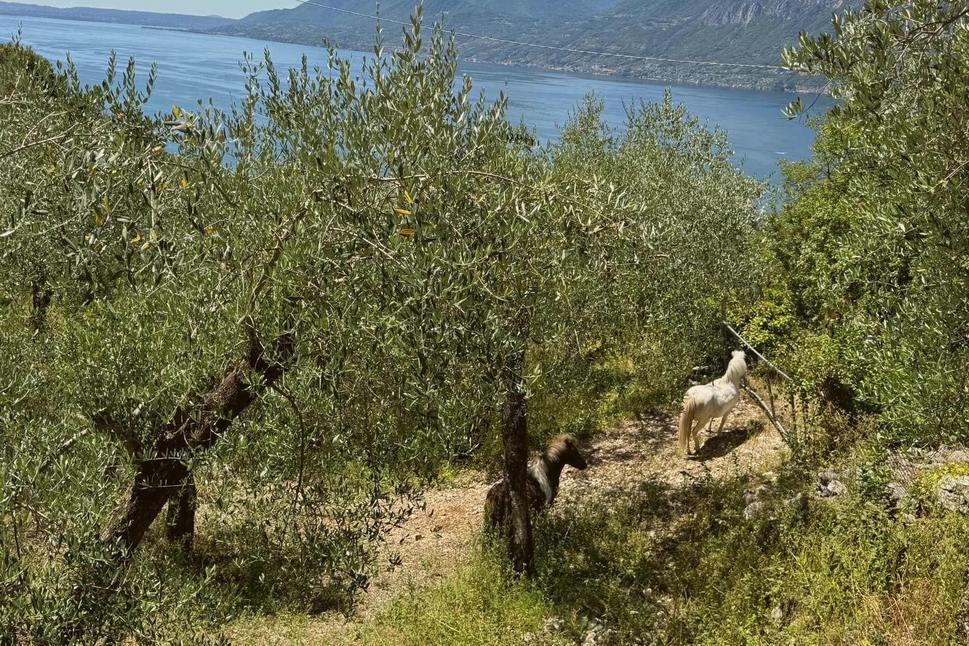 Brenzone sul Garda, photo 2